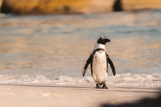 Returning to Linux after several years.
